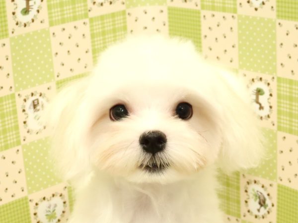 マルチーズ