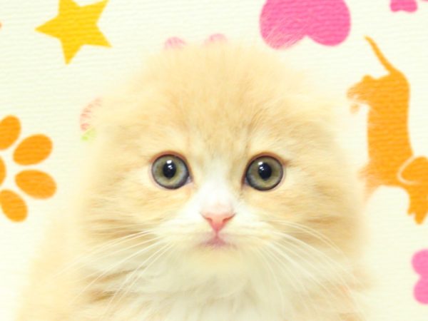 スコティッシュ