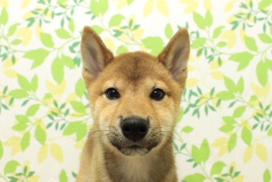 柴犬