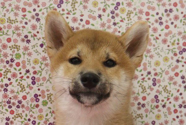柴犬
