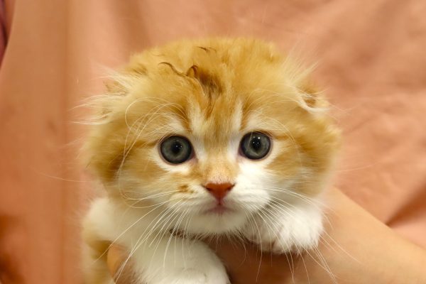 スコティッシュ