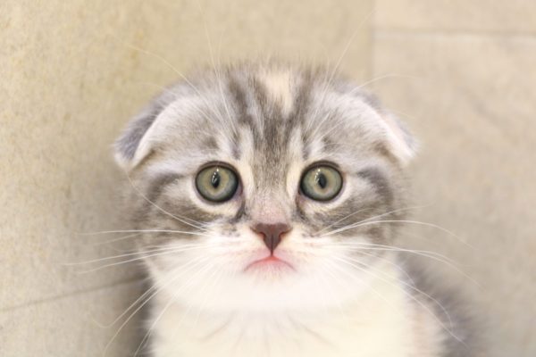 スコティッシュ