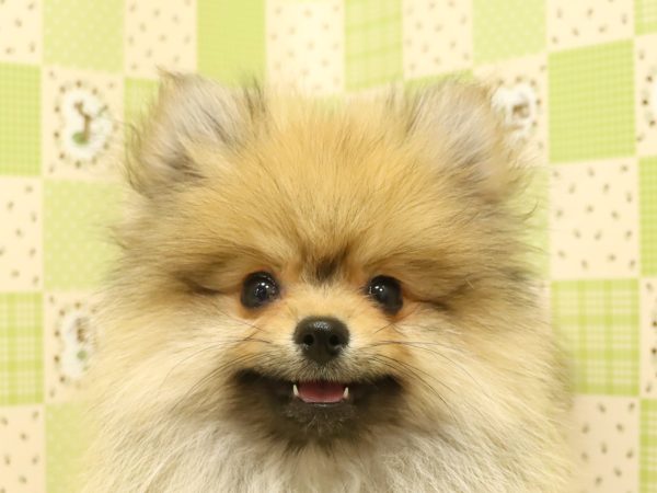 ポメラニアン