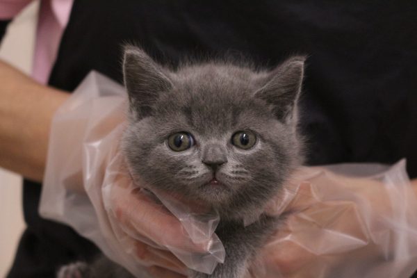ブリティッシュ