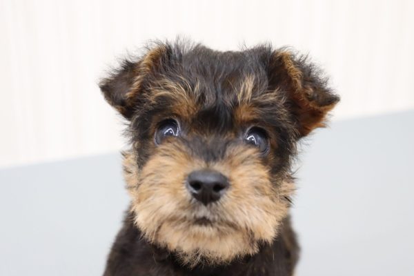 ミックス（ハーフ犬）