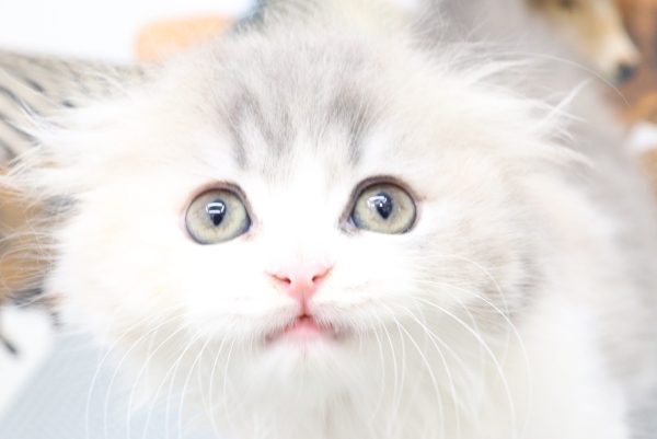 スコティッシュ