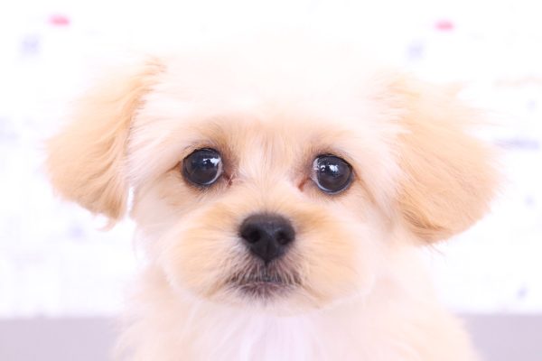 ミックス（ハーフ犬）