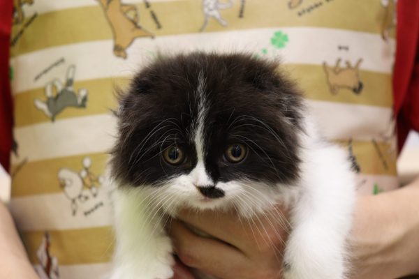 スコティッシュ
