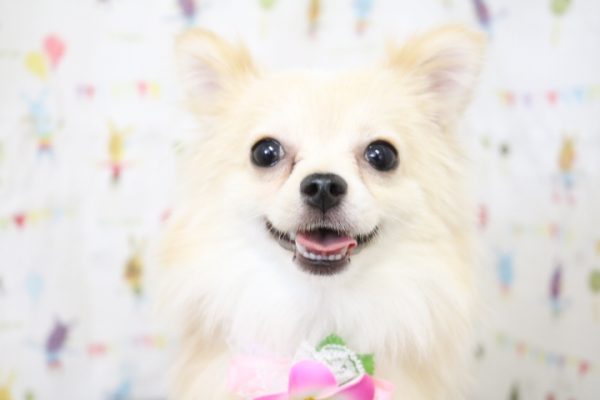 ポメチワ