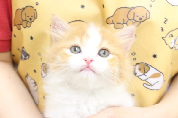 スコティッシュ