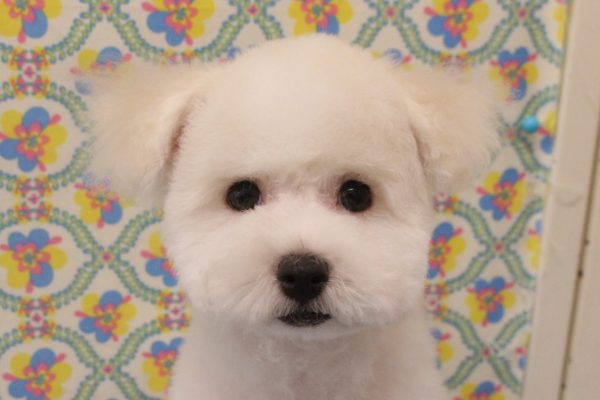 ビションフリーゼ
