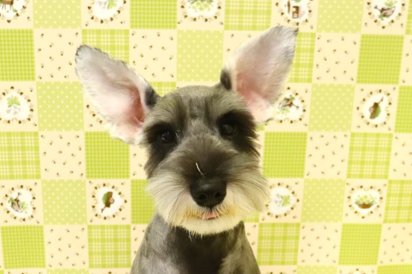 ミニチュアシュナウザー