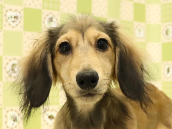 ミニチュアダックスフンド