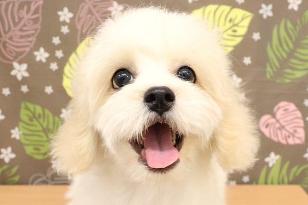 ミックス（ハーフ犬）