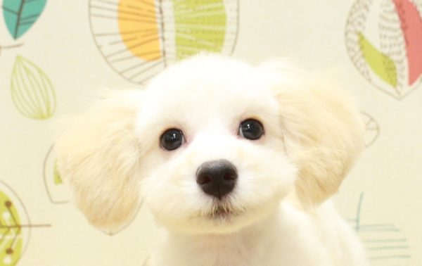 マルポメ