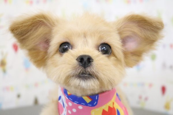 ミックス（ハーフ犬）