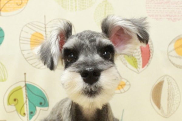 ミニチュアシュナウザー