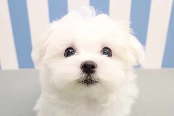 マルチーズ