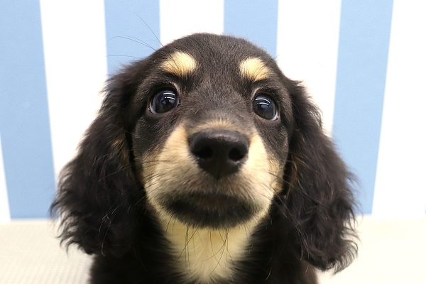 ミニチュアダックスフンド
