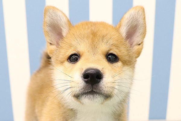 柴犬