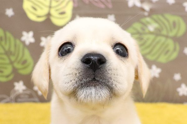 ミックス（ハーフ犬）