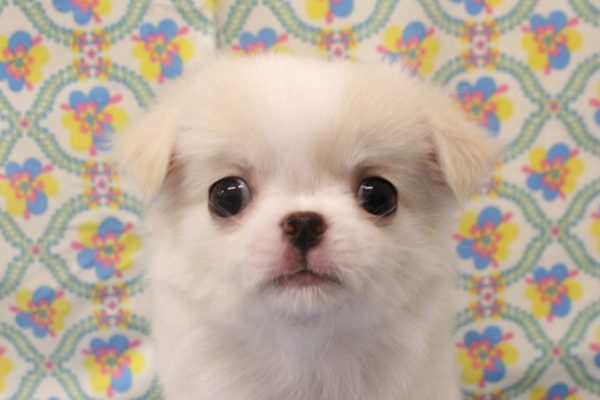 ミックス（ハーフ犬）