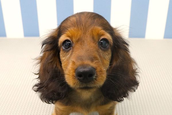 ミニチュアダックスフンド