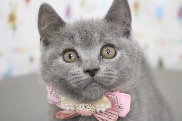 ブリティッシュ