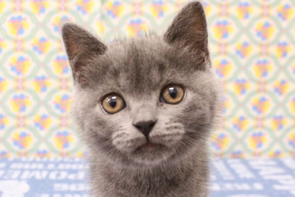 ブリティッシュ