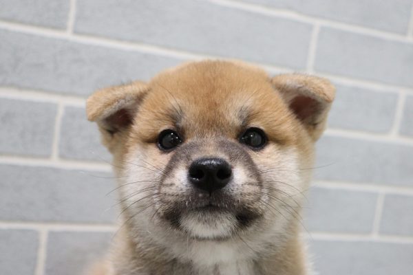 柴犬