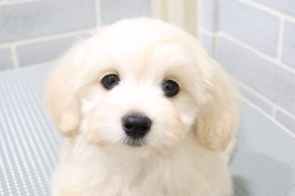 ミックス（ハーフ犬）
