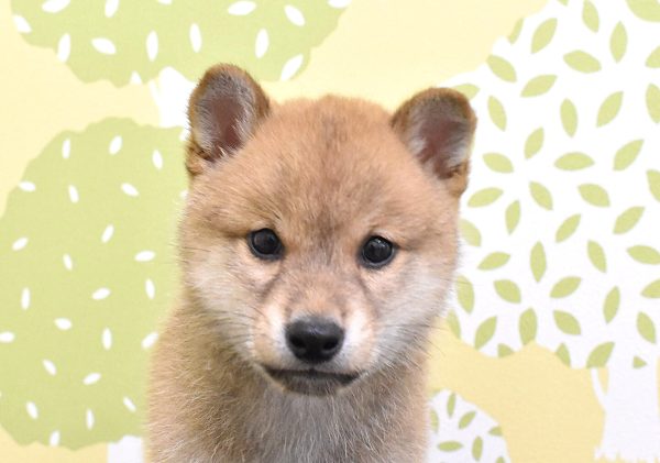 柴犬