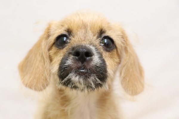 ミックス（ハーフ犬）