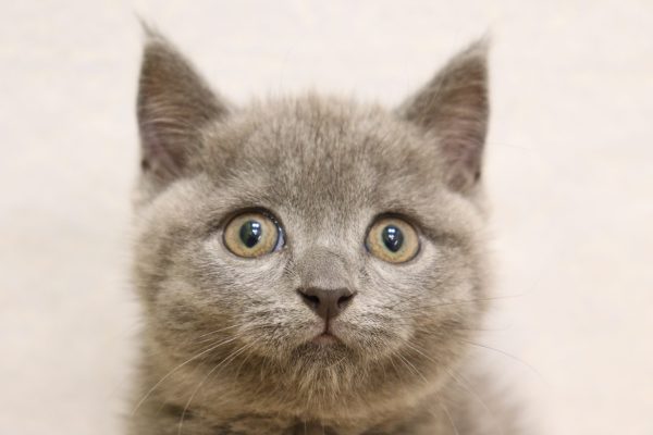 ブリティッシュ