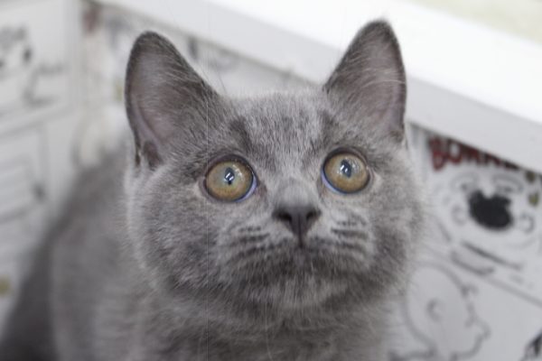 ブリティッシュ
