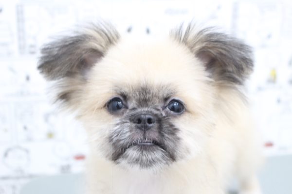 ミックス（ハーフ犬）