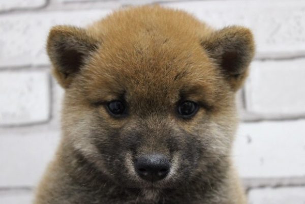 柴犬
