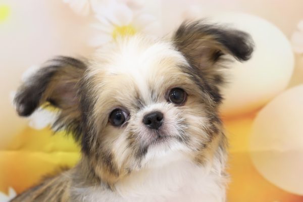ミックス（ハーフ犬）