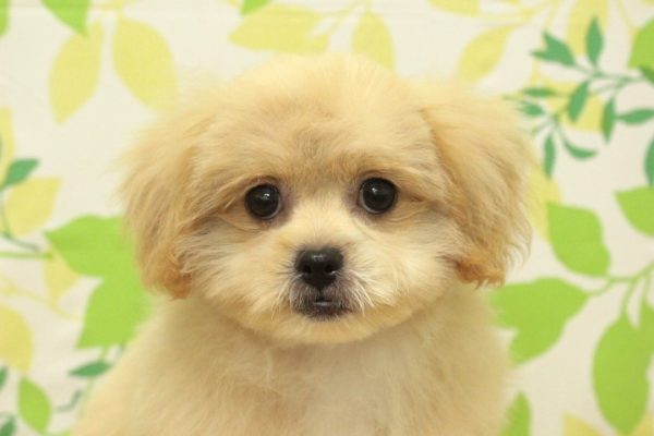 ミックス（ハーフ犬）