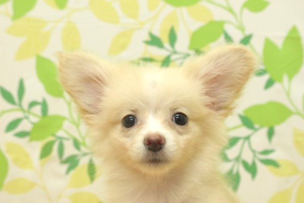 ミックス（ハーフ犬）