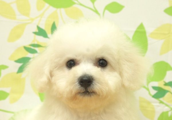 ビションフリーゼ