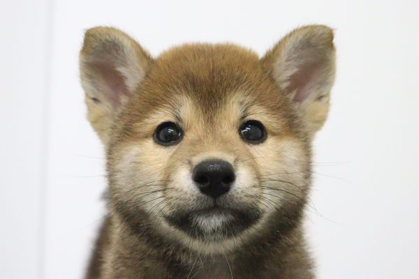 柴犬