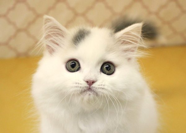 スコティッシュ