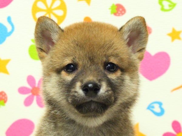 柴犬