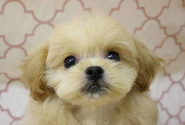 ミックス（ハーフ犬）