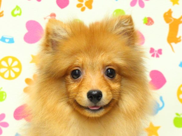 ポメラニアン