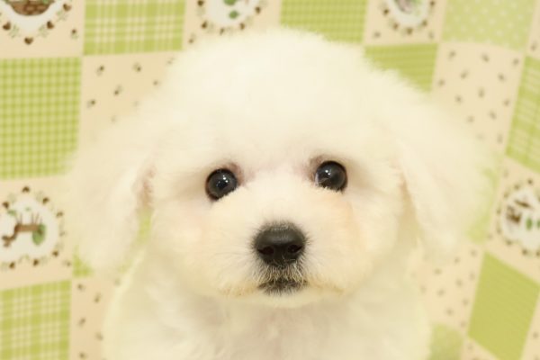 ビションフリーゼ