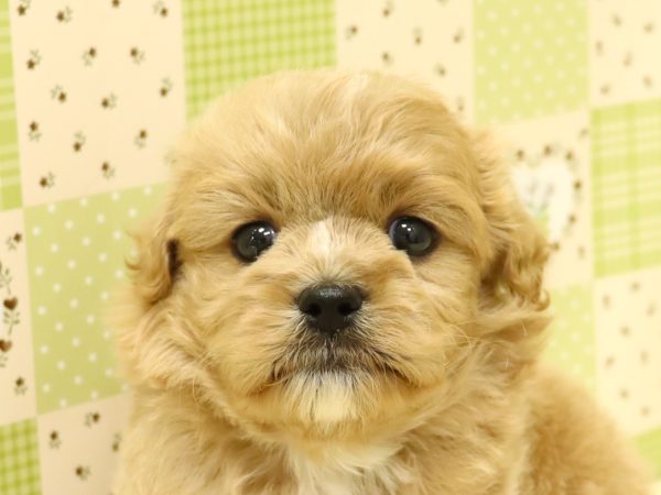 ミックス（ハーフ犬）