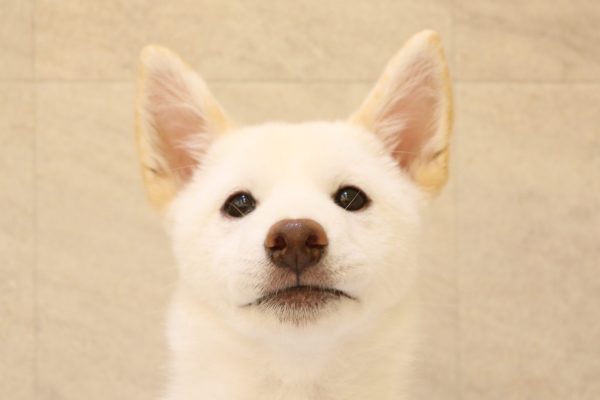 柴犬
