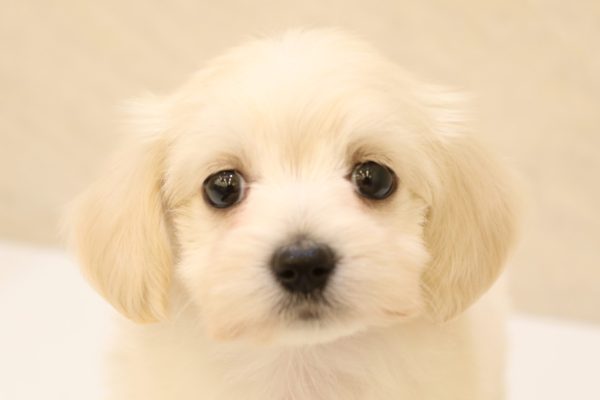 ミックス（ハーフ犬）